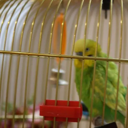 Retro קלוז'-נאפוקה